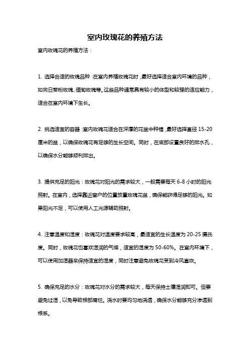 室内玫瑰花的养殖方法