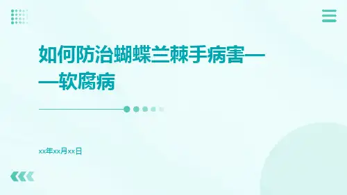 如何防治蝴蝶兰棘手病害——软腐病