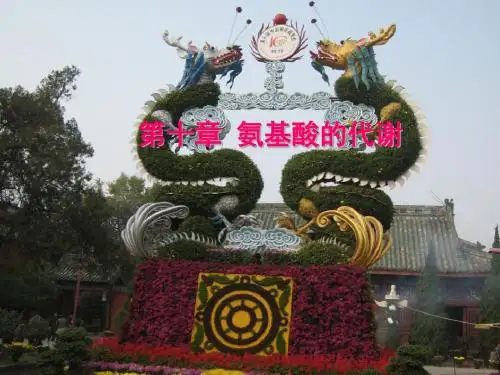 第十一章蛋白质的降解与氨基酸代谢