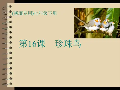 16课《珍珠鸟》PPT课件