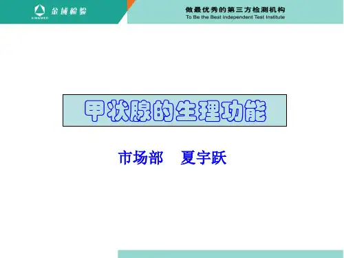 甲状腺的生理功能