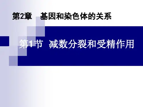 减数分裂和受精作用课件