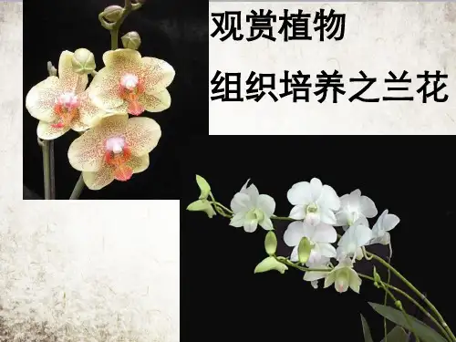 兰花组织培养