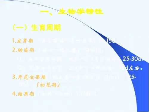 番茄