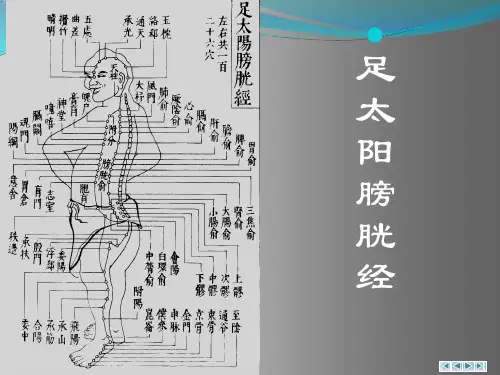足太阳膀胱经