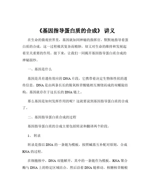 《基因指导蛋白质的合成》 讲义
