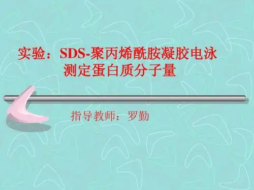 SDS-聚丙烯酰胺凝胶电泳测定蛋白质分子量