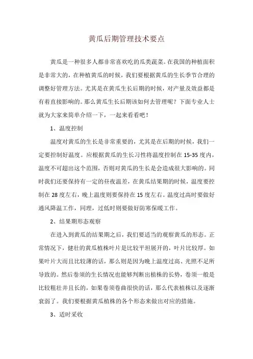 黄瓜后期管理技术要点