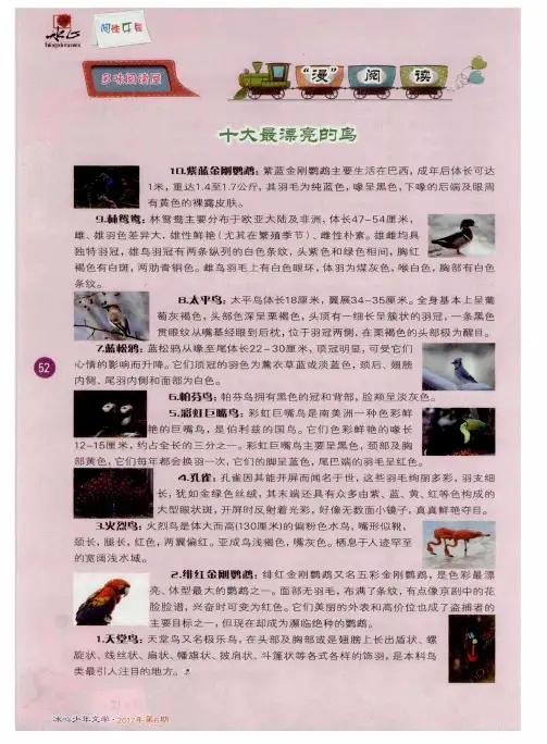 十大最漂亮的鸟