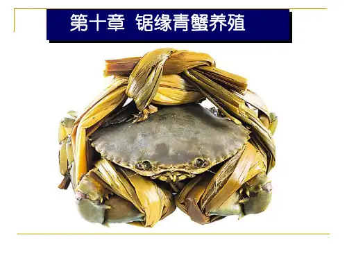 锯缘青蟹养殖分解