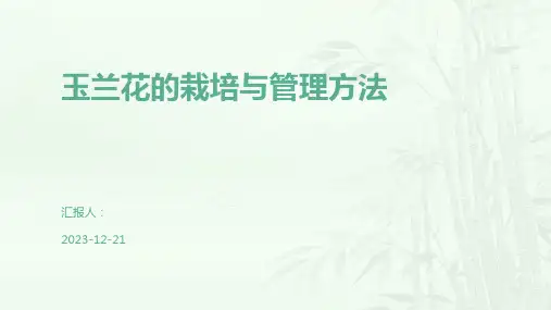 玉兰花的栽培与管理方法
