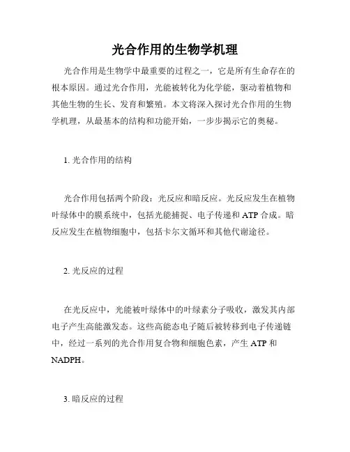 光合作用的生物学机理