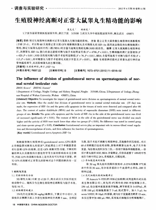 生殖股神经离断对正常大鼠睾丸生精功能的影响