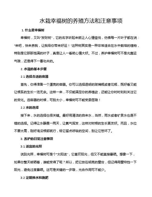 水栽幸福树的养殖方法和注意事项
