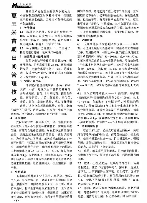 夏玉米苗期田间管理技术