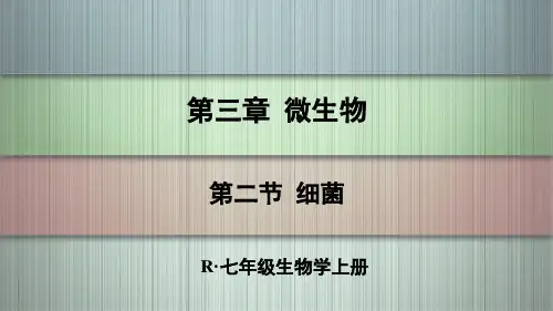 七年级生物学上册教学课件《细菌》