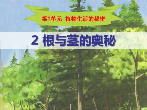 《根与径的奥秘》植物生活的秘密 PPT实用课件