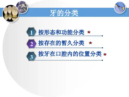 牙体解剖生理 牙的组成与分类 牙的分类与功能