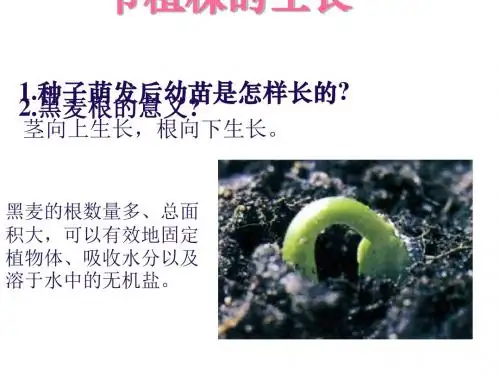 植株的生长PPT课件18(7份打包)