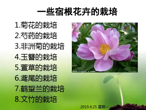 一些宿根花卉的栽培ppt课件共93页文档