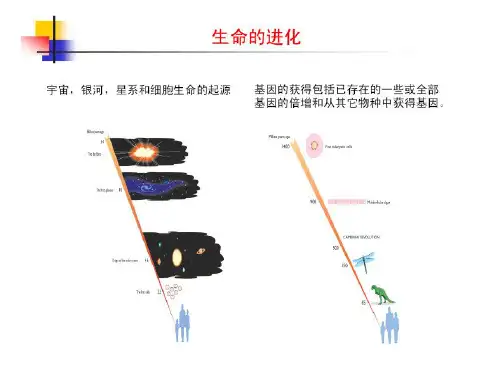 ma分子进化基础PPT课件