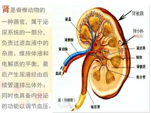 奇妙的人体 课件