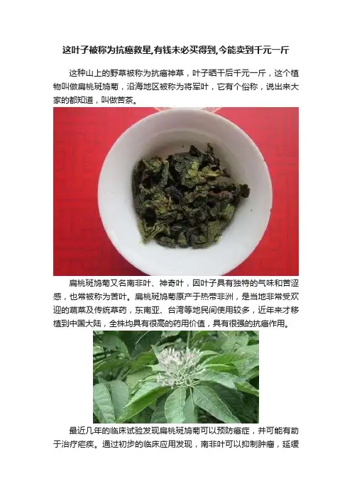 这叶子被称为抗癌救星,有钱未必买得到,今能卖到千元一斤