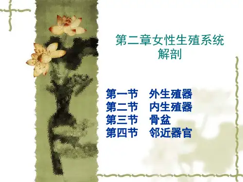 2女性生殖系统解剖