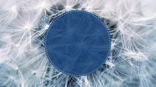 蒲公英唯美通用ppt模板