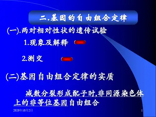 自由组合定律(复习)PPT课件