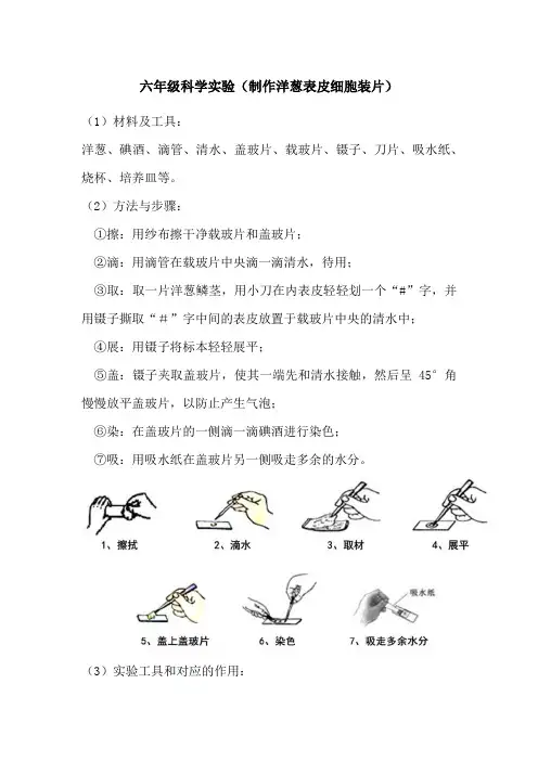 六年级科学实验(制作洋葱表皮细胞装片)