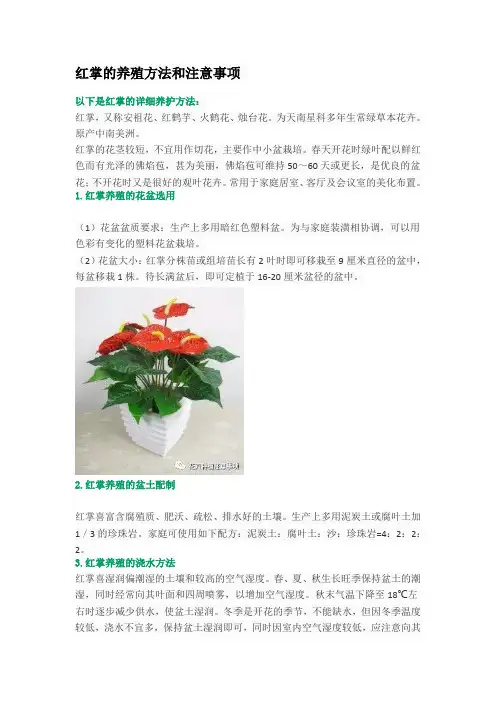 红掌的养殖方法和注意事项