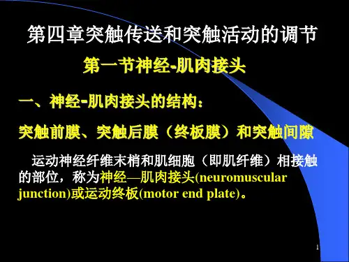 人体及动物生理学 第四章突触传送和突触活动的调节