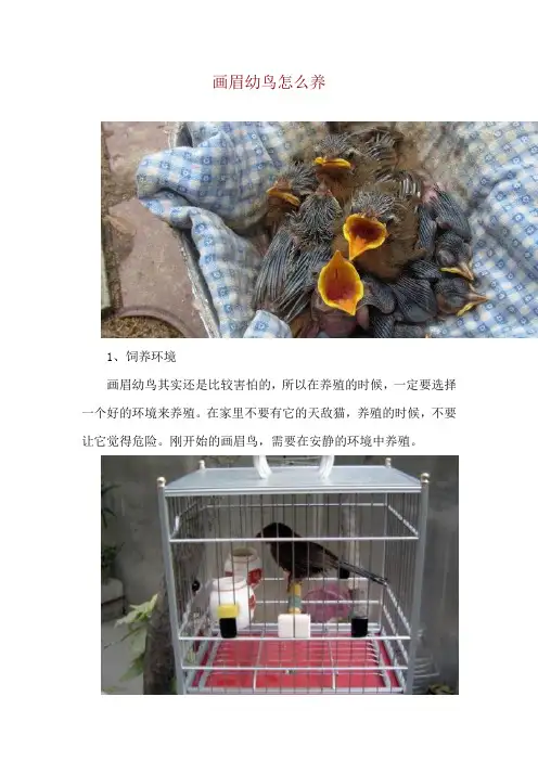 画眉幼鸟怎么养