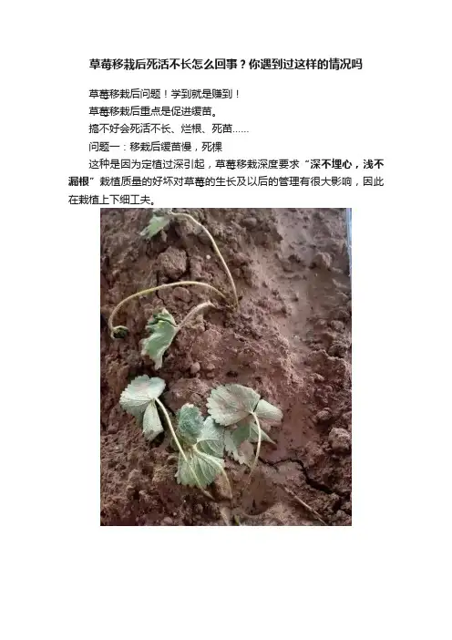 草莓移栽后死活不长怎么回事？你遇到过这样的情况吗