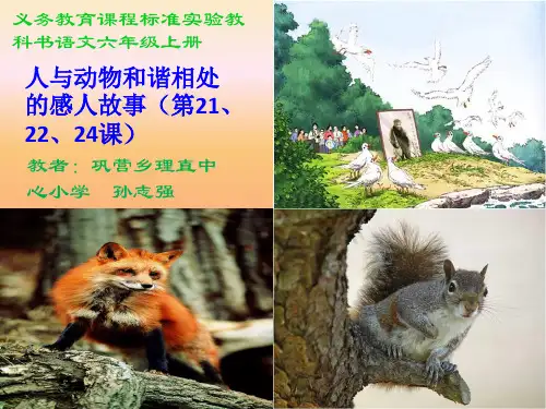 六年级上册语文课件-人与动物和谐相处的感人故事第212224课｜人教新课标共21张PPT