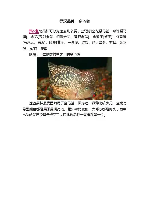 罗汉品种一金马骝