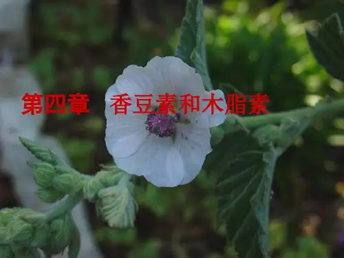 第四章香豆素和木脂素