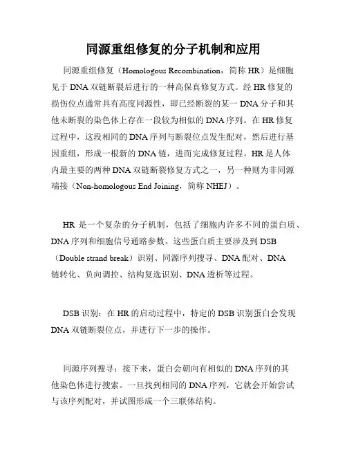 同源重组修复的分子机制和应用
