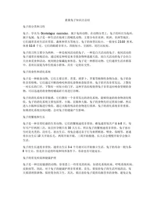 素描兔子知识点总结