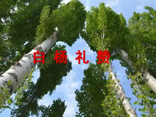 《白杨礼赞》一等奖