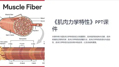 《肌肉力学特性》课件