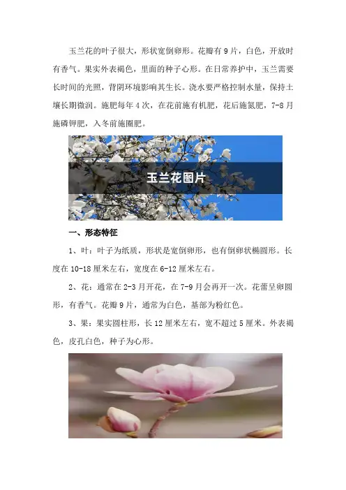 玉兰花图片(形态特征和养护方法简介)
