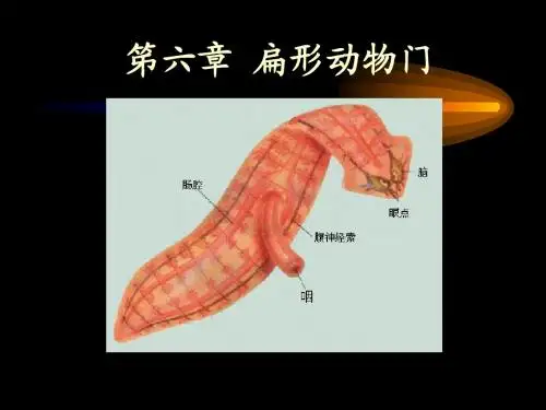 第六章 扁形动物门