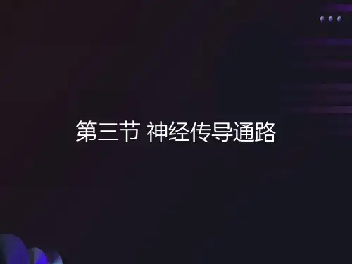 神经传导通路全-解剖学