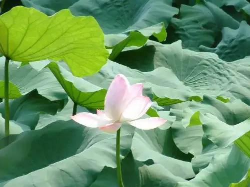3荷花PPT课件