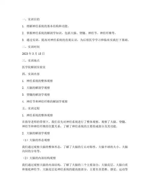神经解剖学实训报告范文