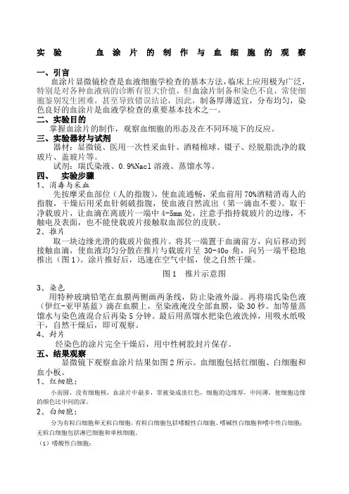 实验 血涂片的制作与血细胞的观察 