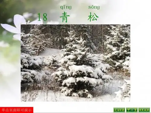 苏教版二语上册18.青松