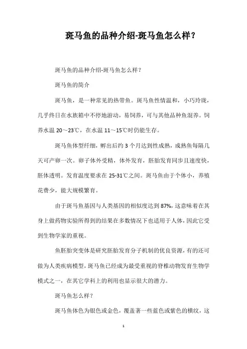斑马鱼的品种介绍-斑马鱼怎么样？
